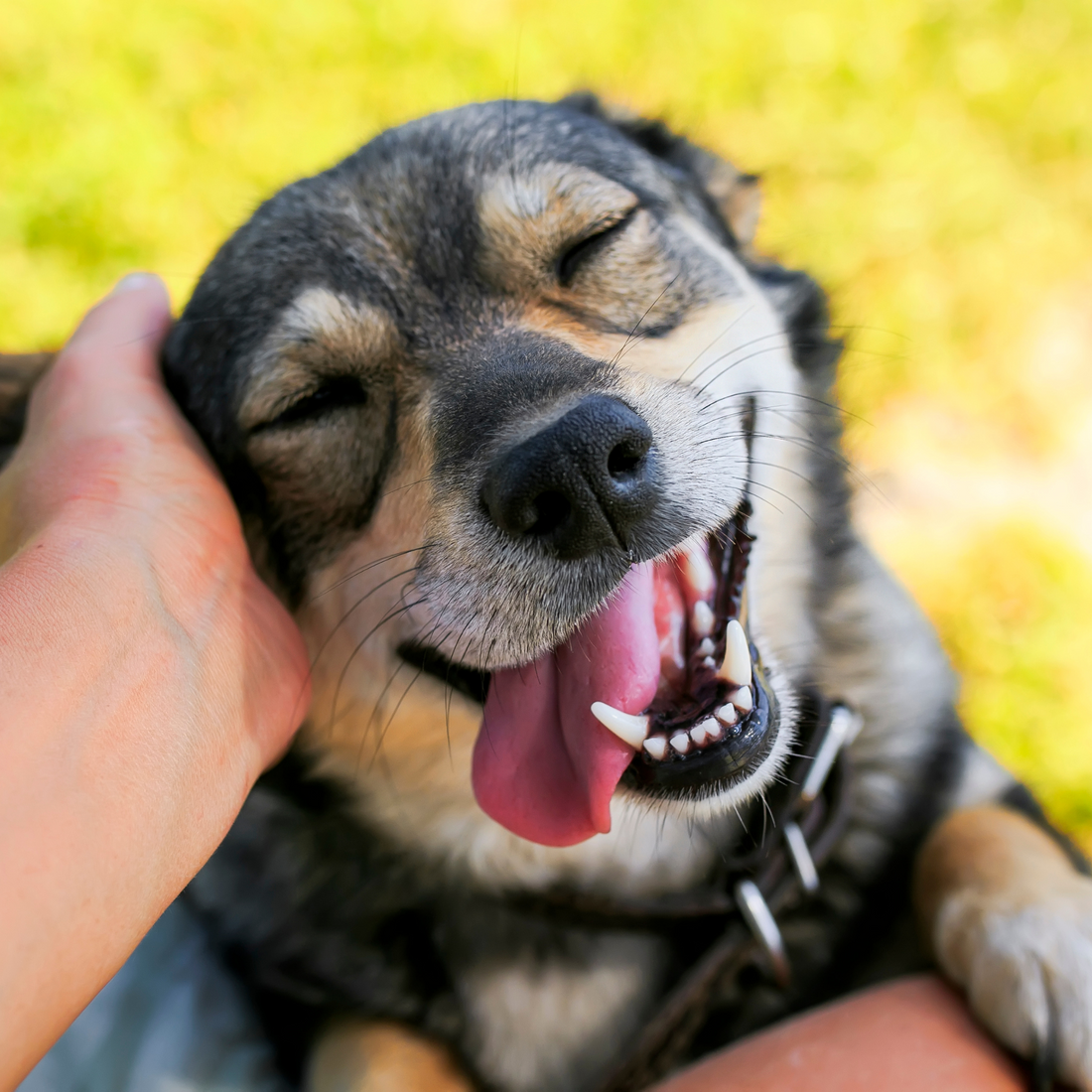 a very happy dog having the back of its ear rubbed, smiling with its tongue hanging out