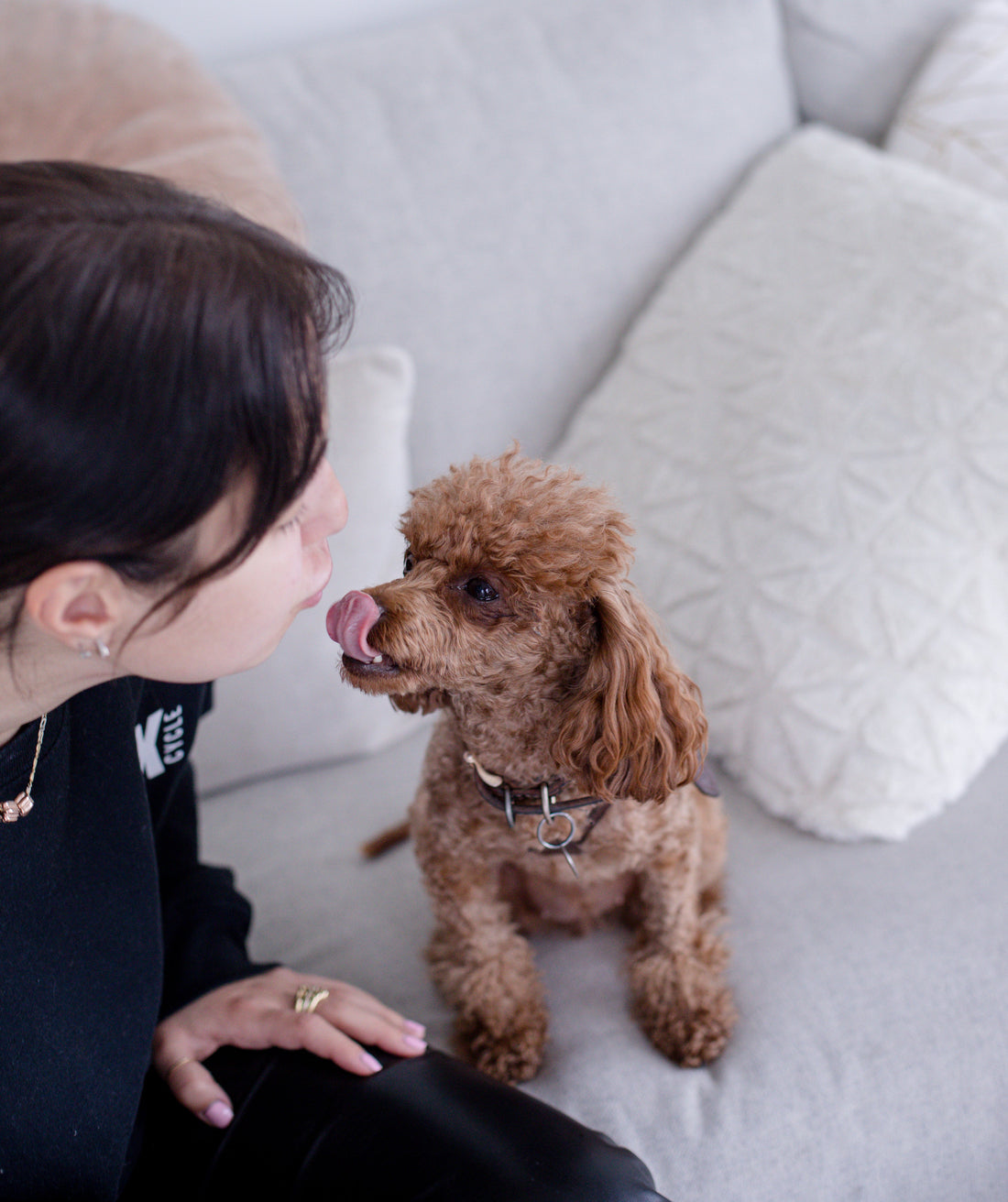 a brown poodle dog sticking its tongue out to its owner, a girl, against a gray background